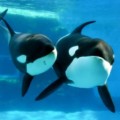 シャチやペンギン、イルカショーまで!名古屋港水族館へ行く前に知っておきたい楽しみ方