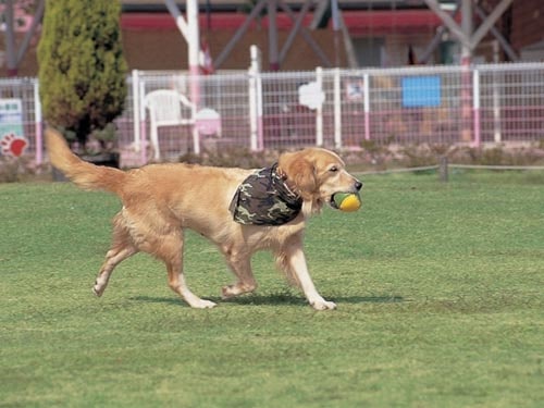 小型犬から大型犬まで 愛知県で人気のドッグラン Nagoyajin