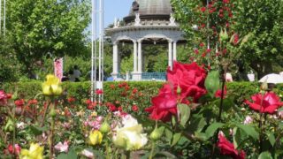 名古屋市の鶴舞公園のバラ園と噴水塔