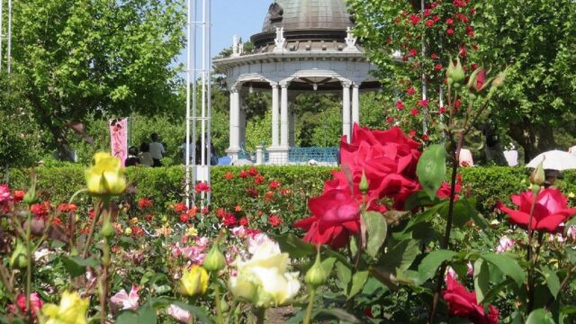 名古屋市の鶴舞公園のバラ園と噴水塔