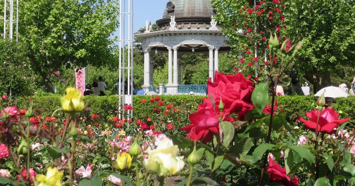 名古屋市の鶴舞公園のバラ園と噴水塔