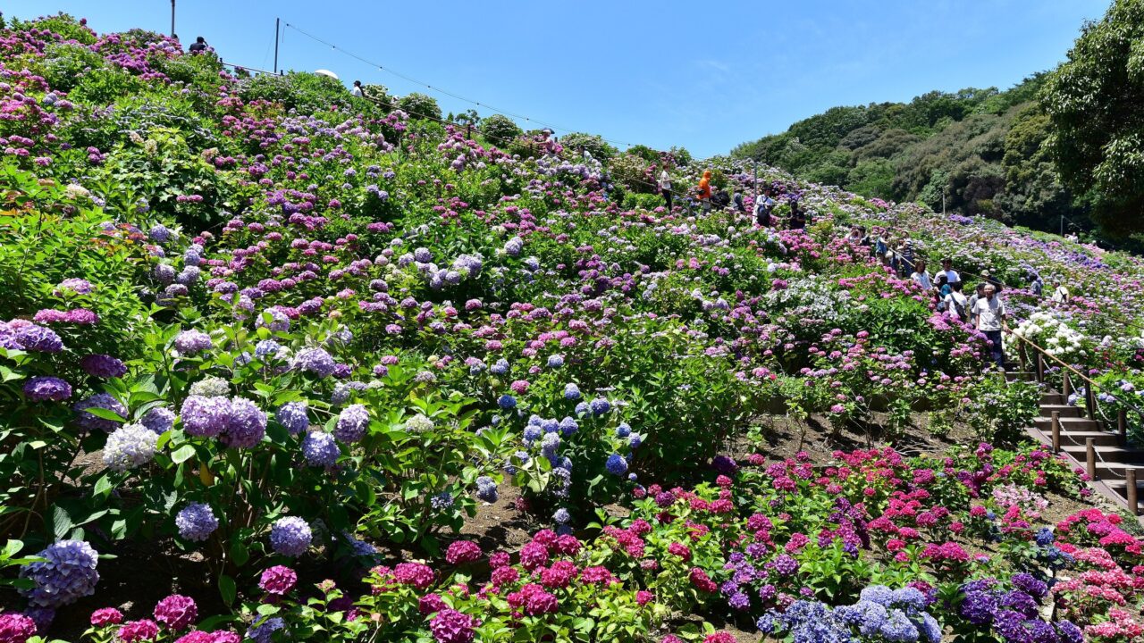 名古屋・愛知のあじさい名所 形原温泉あじさいの里