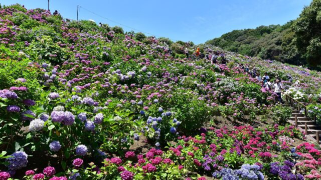 名古屋・愛知のあじさい名所 形原温泉あじさいの里